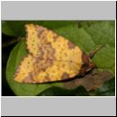 Xanthia togata - Violett-Gelbeule 01.jpg